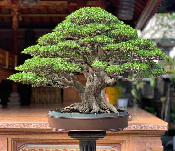 tanaman bonsai