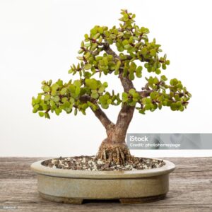 Jenis-Jenis Bonsai yang Mudah Dirawat dan Ideal untuk Pemula