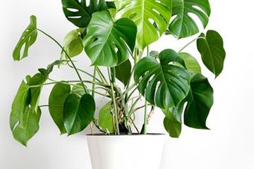 Monstera Deliciosa